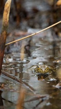 Fırtınadan hemen sonra bulutlu bir günde Kaliforniya bataklığında bir kurbağanın dikey görüntüsü..