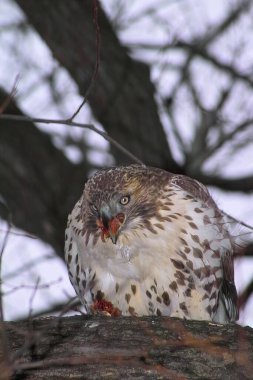 Kırmızı kuyruklu bir şahinin dikey yakın çekimi, Buteo jamaicensis ve dalında bir av var..