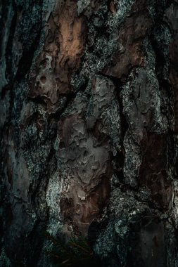 Koyu ağacın dokusunun dikey yakın çekimi.