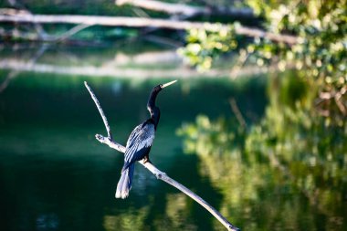 Bir dalda seçici bir anmeninga (Anhinga anhinga)