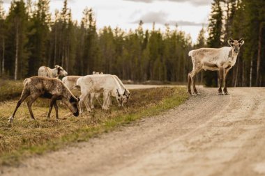 Ren geyikleri doğal ortamlarında