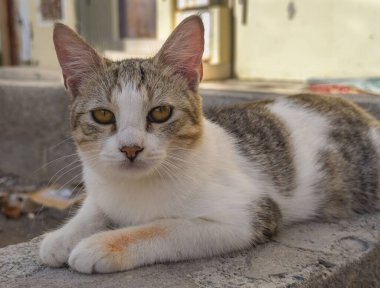 Açık havada duvarda duran sevimli beyaz ve gri bir kedinin yakın çekimi.