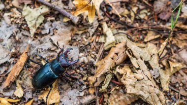 Kuru yaprakların üzerinde sürünen bir geyik böceğinin yakın plan fotoğrafı.