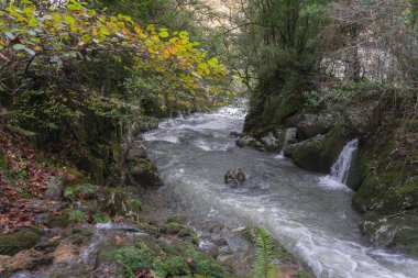Çevresinde bir sürü bitki bulunan güzel bir nehir. Kuzey İspanya 'nın tipik bir manzarası.
