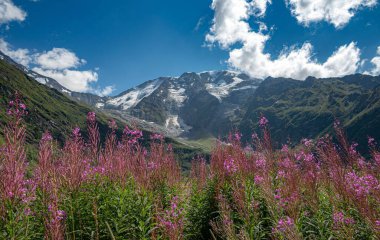 Yeşil bir manzarada, güzel Tour Du Mount Blanc 'taki ateş yosunu çiçeklerinin yakın çekimi.