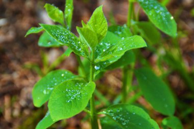 Yağmurlu bir günde, ormandaki güzel yeşil bir bitkinin üzerine bir su damlası düşer.