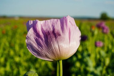 Bir çiçek tarlasının arka planında hafif menekşe afyon haşhaşı (Papaver somniferum)