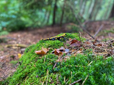 Sarı ve siyah renkli zehirli bir ateş semenderi ormandaki yeşil çimlerde oturuyor.