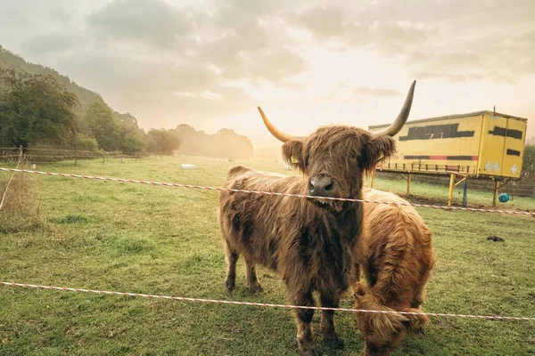 バイエルン州北部の谷の緑の牧草地にある茶色の高地牛の閉鎖 — ストック写真