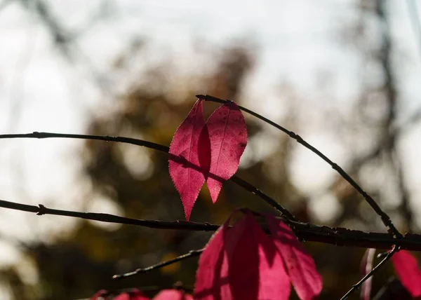 Bulanık Arka Planda Ağaç Dallarındaki Kırmızı Yaprakların Yakın Plan Görüntüsü — Stok fotoğraf