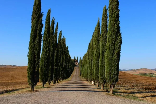 Een Weg Bekleed Met Hoge Bomen Het Midden Van Een — Stockfoto
