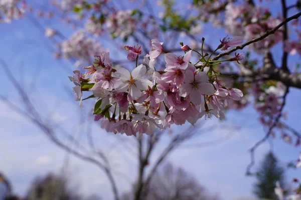 美しいピンクの桜の花 — ストック写真
