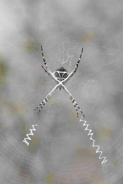 背景がぼやけているフィールドにWeb上の銀のワニのクモの垂直ショット — ストック写真