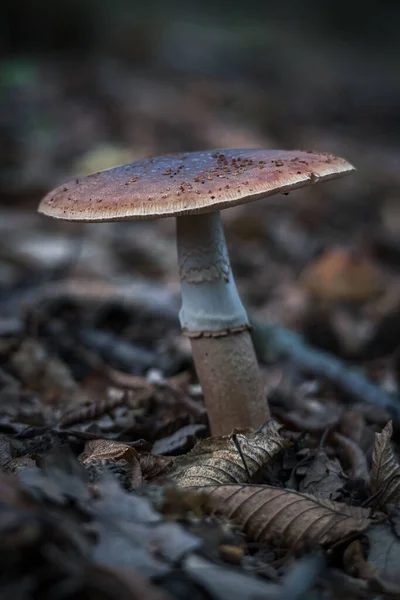 Close Cogumelo Tóxico Amanita Porphyria Crescendo Floresta Após Chuva — Fotografia de Stock