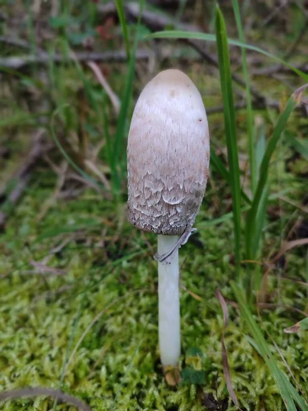 金银花 Coprinus Sensu Lato 蘑菇在绿地中的闭锁 — 图库照片