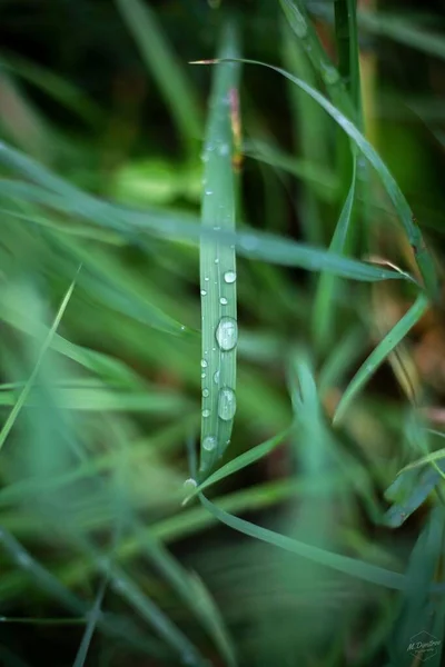 Tiro Enfoque Vertical Poco Profundo Gotas Lluvia Sobre Hierba Verde —  Fotos de Stock