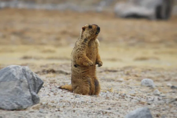 Gros Plan Une Marmotte Himalaya Assise Sur Sable — Photo