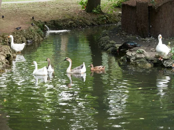 Beau Plan Nombreuses Oies Domestiques Dans Lac — Photo