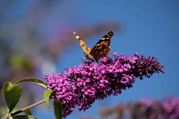 Крупный План Раскрашенной Бабочки Фиолетовом Летнем Лиловом Цветке — стоковое фото