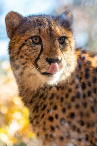 猎豹的垂直肖像猎豹 金丝雀属 伸出舌头的垂直肖像 — 图库照片