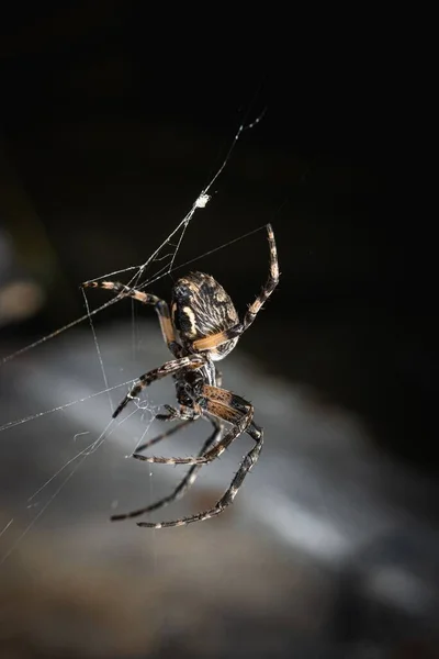 Gros Plan Vertical Une Araignée Araneae Marchant Sur Propre Toile — Photo