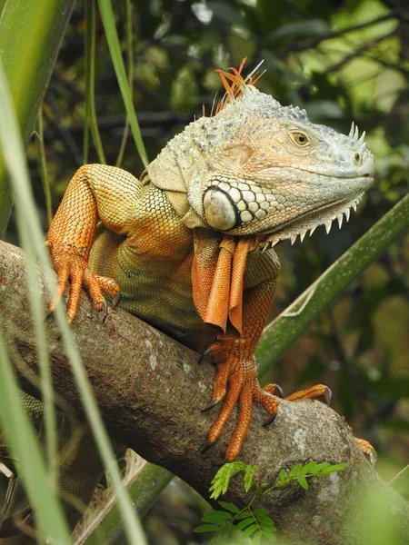 Yeşil Iguananın Iguana Iguananın Yakın Çekimi — Stok fotoğraf