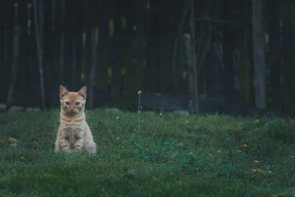 귀여운 고양이의 사진입니다 — 스톡 사진