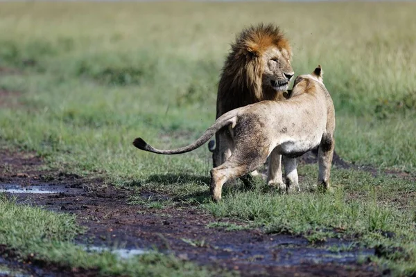 Μια Λέαινα Φλερτάρει Ένα Αρσενικό Λιοντάρι Στο Μασάι Μάρα Στην — Φωτογραφία Αρχείου