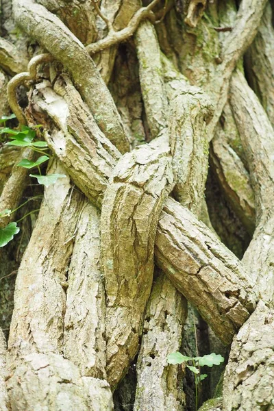 Tiro Close Vertical Videiras Grossas Encontradas Crescendo Torno Uma Árvore — Fotografia de Stock