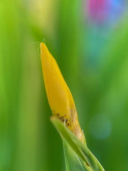 Een Verticale Opname Van Walking Iris Vaste Plant Als Gevolg — Stockfoto