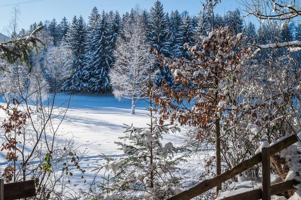 白雪覆盖的森林景观 — 图库照片