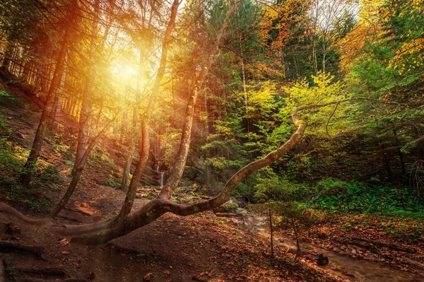Una Hermosa Toma Del Sol Brillando Entre Los Árboles Bosque — Foto de Stock