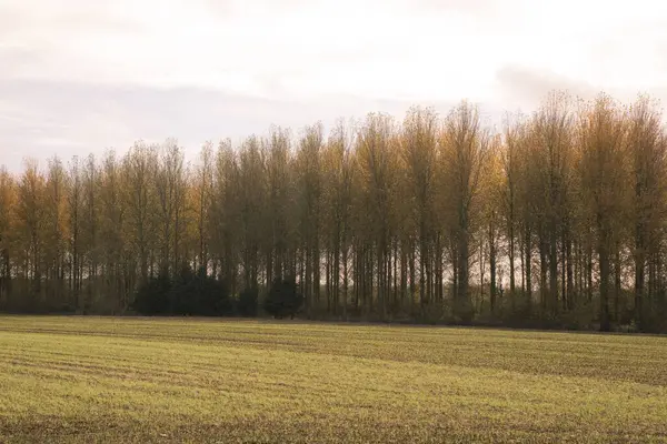Der Malerische Blick Auf Ein Feld Vor Den Bäumen Einer — Stockfoto