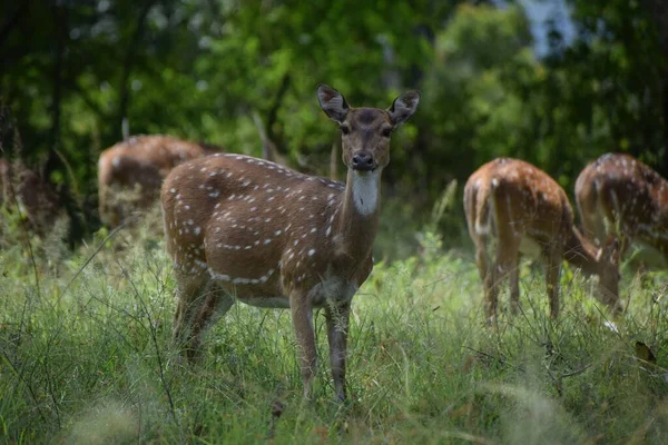 Group Sika Deer Cervus Nippon Grazing Meadow — Stock Photo, Image