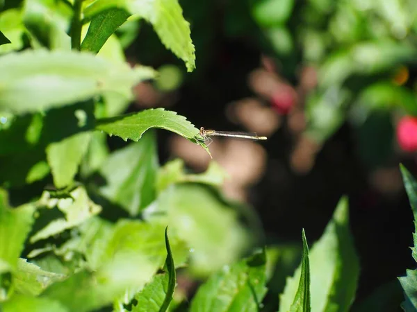 Primer Plano Pequeño Insecto Sobre Hojas Verdes Día Soleado —  Fotos de Stock