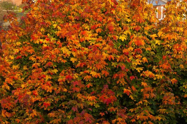 Ein Kletterstrauch Mit Roten Und Gelben Blättern Einem Sonnigen Herbsttag — Stockfoto