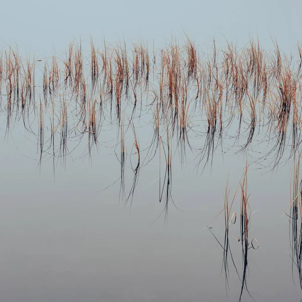 การเต บโตของหญ าของทะเลสาบ Svartdalstjerna — ภาพถ่ายสต็อก