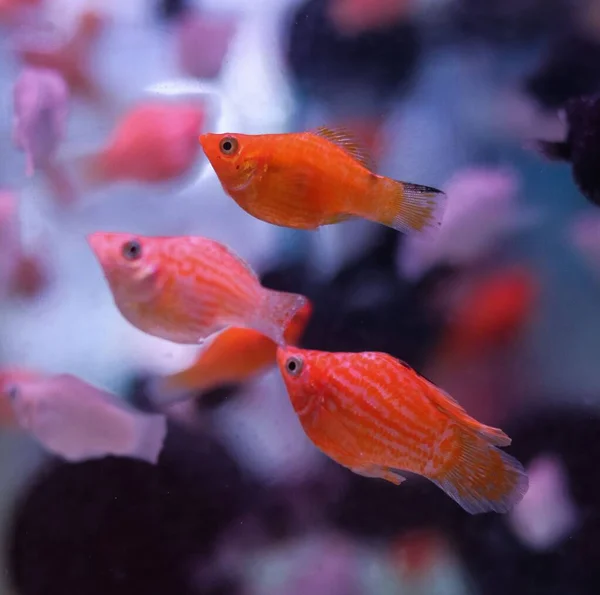 Närbild Guldfisk Ett Akvarium Med Bokeh Bakgrund — Stockfoto