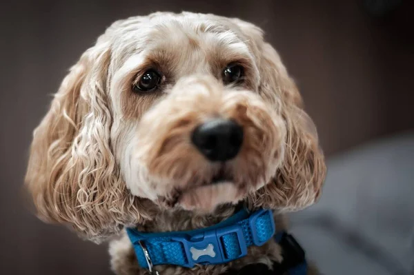 Cão Marrom Com Uma Coleira Azul Fundo Embaçado — Fotografia de Stock