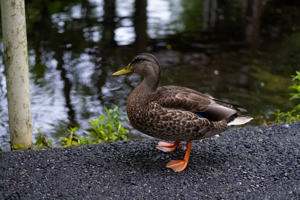 Duck Standing Next Pond Paved Path — Stock Photo, Image