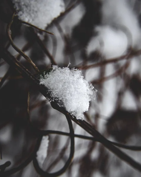 树枝上的雪的一个垂直的特写 — 图库照片