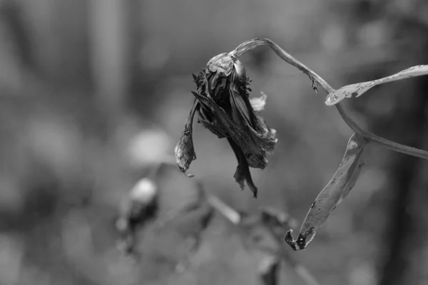 Zbliżenie Szarości Ujęcie Martwego Suszonego Kwiatu Ogrodzie — Zdjęcie stockowe