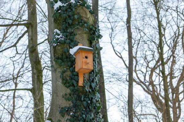 Ormandaki Bir Ağaçtaki Küçük Ahşap Kuş Evinin Karla Kaplı Alçak — Stok fotoğraf