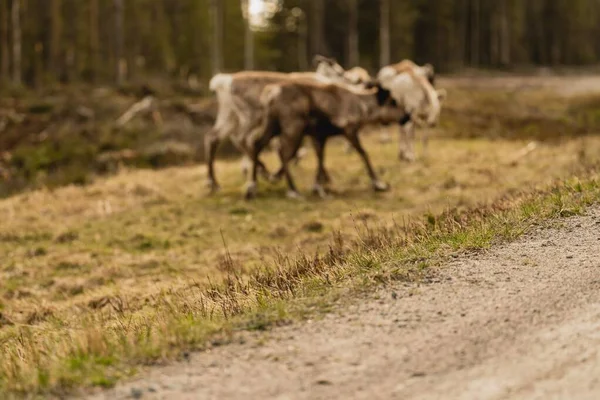 The grass growing on side of a dirt road with reindeer on blurry background