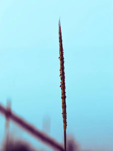 Eine Vertikale Nahaufnahme Einer Großen Wildpflanze Auf Einem Feld Isoliert — Stockfoto