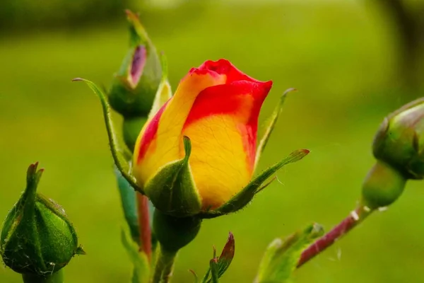 Ένα Κατακόρυφο Κοντινό Πλάνο Του Κιτρινοκόκκινου Τριαντάφυλλου Και Μπουμπούκια Στο — Φωτογραφία Αρχείου