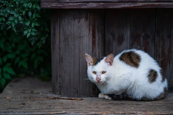 Ένα Κοντινό Πλάνο Μιας Χαριτωμένης Αδέσποτης Γάτας Μια Ξύλινη Αποβάθρα — Φωτογραφία Αρχείου