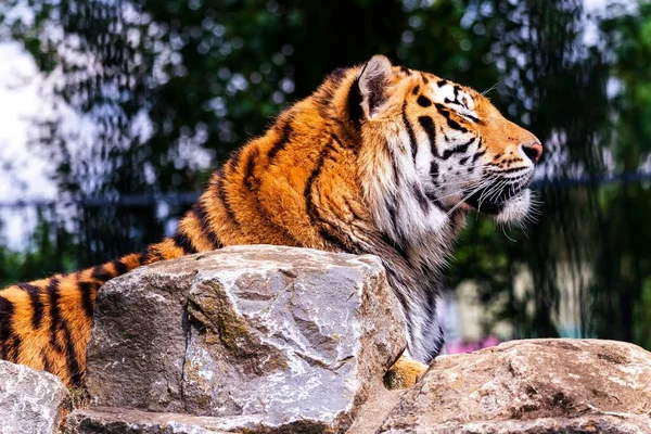 Зібрання Амурського Тигра Зоопарку Під Сонцем Розмитим Фоном — стокове фото