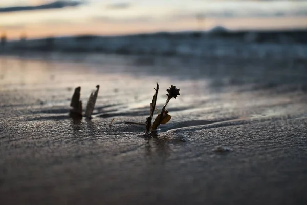 Сухие Ветки Листья Песчаном Берегу Закате Остров Уайт Англия — стоковое фото