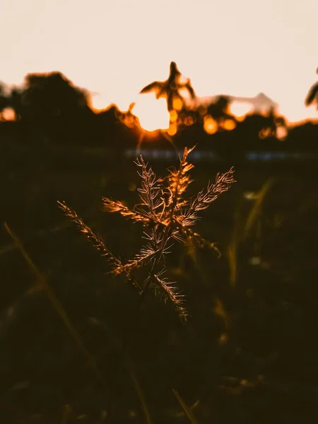 Eine Nahaufnahme Einer Pflanze Vor Dem Hintergrund Eines Sonnenuntergangs — Stockfoto